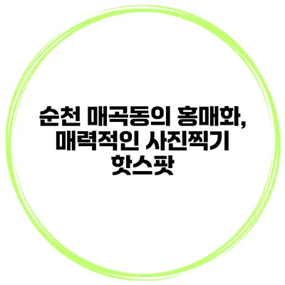 순천 매곡동의 홍매화, 매력적인 사진찍기 핫스팟